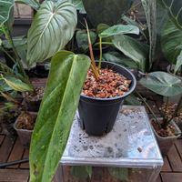 フィロデンドロン,観葉植物,フィロデンドロン属,Philodendron,Philodendron bernardopazii "narrow form"の画像