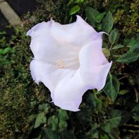 チョウセンアサガオの画像