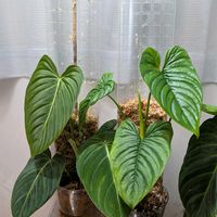 フィロデンドロン,フィロデンドロン  グロリアス,観葉植物,フィロデンドロン属,philodendron gloriousの画像