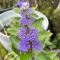 ダンギク,鉢植え,畑の画像