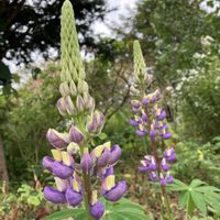 ルピナス,ルピナス,GSに感謝。,北海道道東,武器ではなく花をの画像