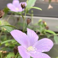 ハイビスカス,ハイビスカス ロバツス,ハイビスカス ホワイトバタフライ,ハイビスカス トリオナム,極小ハイビスカスの画像