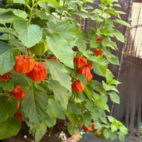 ツユクサ,ほおづき,青い花,花のある暮らし,オレンジ色の画像
