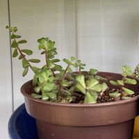 スプリングワンダー,アマガエル♪,鉢植え,多肉大好きの画像