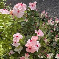 鉢植え,地植え,暑さに負けないで,復興をお祈りいたします,熱中症に気をつけて〜(´∀｀=)の画像