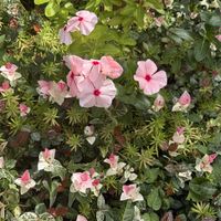 地植え,暑さに負けないで,復興をお祈りいたします,熱中症に気をつけて〜(´∀｀=),玄関アプローチの画像