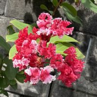 地植え,西側花壇,暑さに負けないで,復興をお祈りいたします,熱中症に気をつけて〜(´∀｀=)の画像