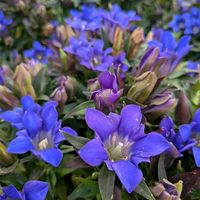 リンドウ,花のある暮らし,今日のお花の画像