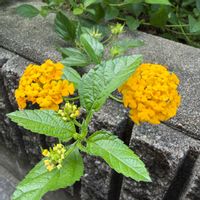 ランタナ,ありがとう❤️,キュンキュン乙女倶楽部,世界平和,幸せの黄色いお花の画像