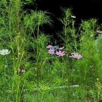 花のある暮らし,緑のある暮らし,GSに感謝。,平和を願う,いつも笑顔で〜〜♡の画像