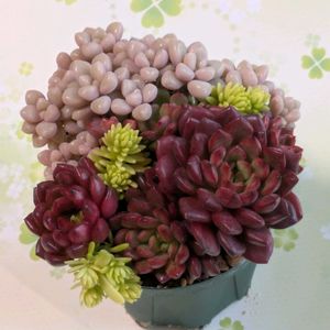 姫秀麗,ピンクルルビー,多肉植物,葉挿し,多肉寄せ植えの画像