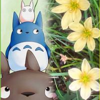シュウメイギク,シュウメイギク,タマスダレ,タマスダレ,バラの画像