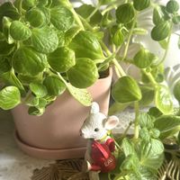 アロマティカス,挿し芽,ありがとう♡,放ったらかし隊,めんこ〜い(｡•ᴗ•｡)♡の画像