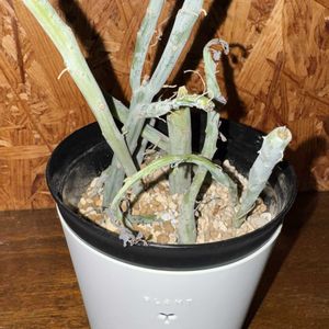七宝樹,多肉植物,植え替え,セネシオ属の画像
