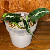 シンゴニウム,シンゴニウム・ブラックベルベット,観葉植物,サトイモ 科の画像