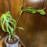 モンステラ,モンステラ　バールマルクスフレーム,観葉植物,植え替え,挿し木の画像