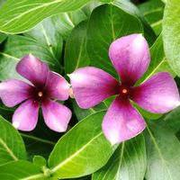 ニチニチソウ,モネアンティーク,花のある暮らし,植物のある暮らし,植中毒の画像