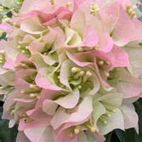 ブーゲンビリア,花のある暮らし,出会いに感謝♡,多様性を愛する会,乙女色クラブの画像