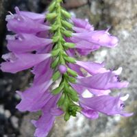 ハナトラノオ,山野草,山野草大好き,山野草マニアの画像