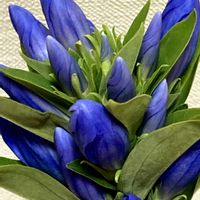 リンドウ,つぼみがたくさん,過去pic,今日のお花,青い花マニアの画像
