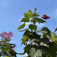 ケイトウ,トレニア,フヨウ,メランポジウム,公園散歩の画像