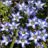 ペンタス,リンドウ,タテヤマリンドウ,楽しみ〜,今日のお花の画像