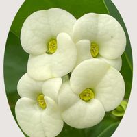 シソ,ハナキリン,花のある暮らし,お花大好き♡,がんに負けるな！の画像