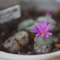 リトープス,コノフィッツム,リトープス属,植物のある暮らし,多肉植物のある暮らしの画像
