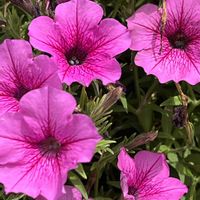 ペチュニア,ピンクの花,素敵な出会いに感謝,今日も元気で,今日も笑顔で♡の画像