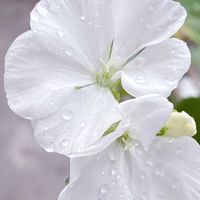 ゼラニウム,大輪咲き松葉牡丹,白い花,スマホ撮影,ベテラン乙女倶楽部の画像