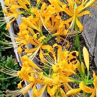 ショウキズイセン,彼岸花,畑,庭の画像