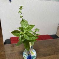 バジル,散歩,白い花,頂き物,ご近所の画像