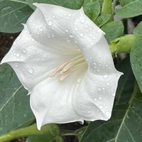 チョウセンアサガオ,チョウセンアサガオ,散歩,白い花,花散歩の画像