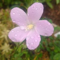 シモツケ ,ハイビスカス ロバツス,お花のある暮らし,自然にお任せ,庭に咲くお花たちの画像