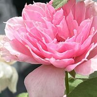 バラ,薔薇,ばら,ピンクの花,素敵な出会いに感謝の画像