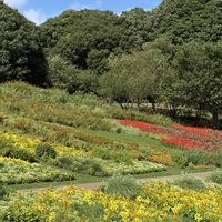 コムラサキ,トレニア,キバナ•コスモス,里山ガーデンフェスタ,秘密の花園♡の画像