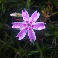 シバザクラ,花のある暮らし,地味好き,ピンク❤︎ピンク,我が家のベテランの画像