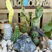 サボテン,アデニウム,観葉植物,ネコ好き,花のある暮らしの画像