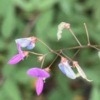フジバカマ,アレチヌスビトハギ,植物園,秋の花,野草・雑草だって可愛いの画像