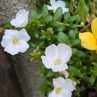 ポーチュラカの画像
