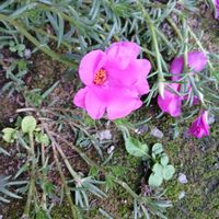 キキョウ,マツバボタン,マリーゴールド,ハゼラン,ミズヒキの画像