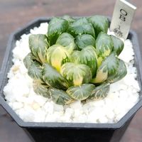 ハオルチア,ハオルチア オブツーサ,オブツーサ錦,多肉植物,ハオルチア属の画像
