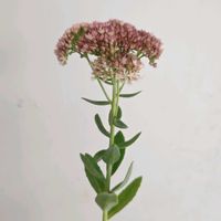 セダム,セダム オータムジョイ,一人一花,一人一花運動@福岡市,ハナノヒの画像