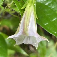 ストレリチア,ツルリンドウ,素敵な出会い,季節を楽しむ,今日のお花の画像