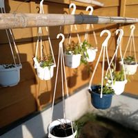 デンドロビウム,花のある暮らし,幸せな時間,四季を感じる,庭の画像