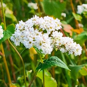 ソバ,白い花,花のある暮らし,緑のある暮らし,週末ガーデナーの画像