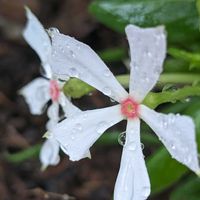 寄植え,ハンギング,白い水曜日,小さな庭,玄関アプローチの画像