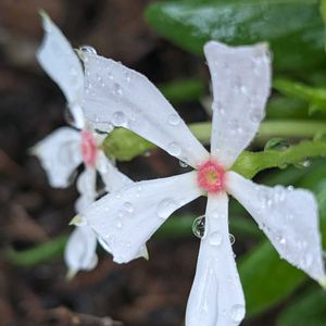 寄植え,ハンギング,白い水曜日,小さな庭,玄関アプローチの画像