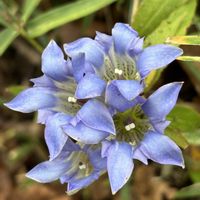 リンドウ,切り花,山野草,和の花,京成バラ園の画像
