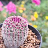 サボテン,紫太陽,多肉植物,観葉植物,ガーデニングの画像